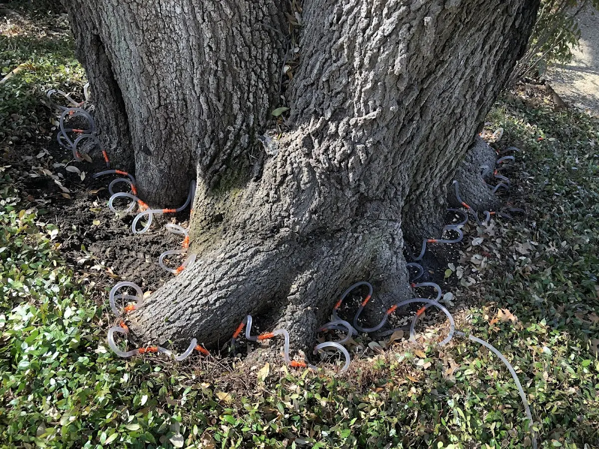 Detailed Tree Cabling and Bracing job site in Columbus Junction