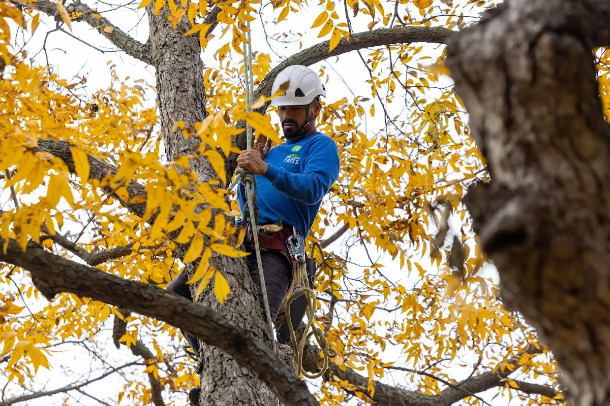 Skilled Tree Planing crew working in Columbus Junction